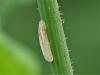 Episyrphus balteatus